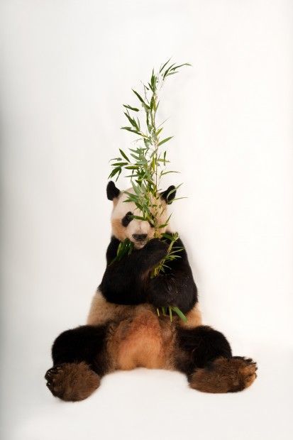 Giant panda